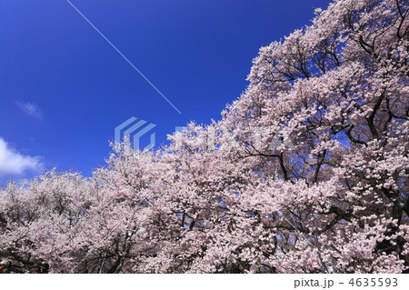 高遠の桜 4635593