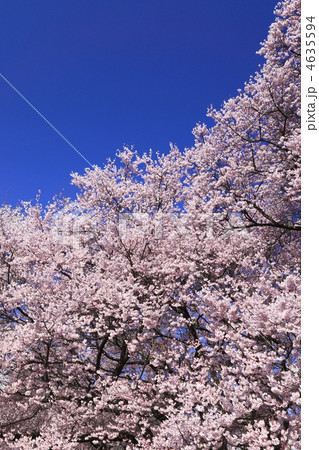 高遠の桜 4635594