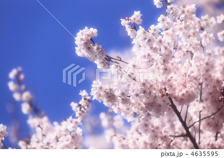 高遠桜　ソフトフォーカス 4635595