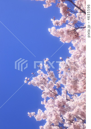 高遠桜　ソフトフォーカス 4635596