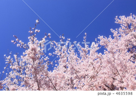 高遠桜　ソフトフォーカス 4635598