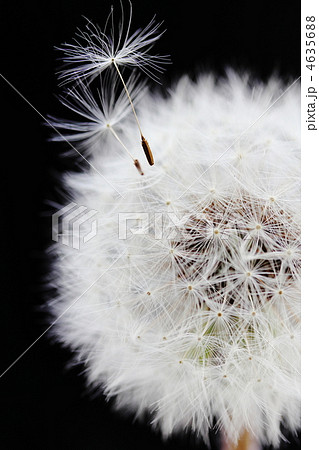 タンポポの綿毛 4635688