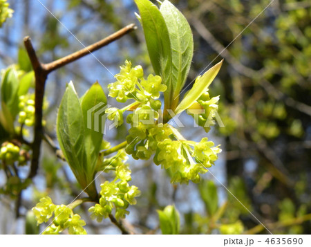 高級爪楊枝の材料クロモジの若葉と花 4635690