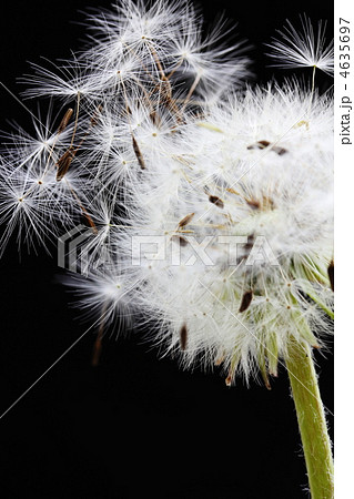 タンポポの綿毛 4635697