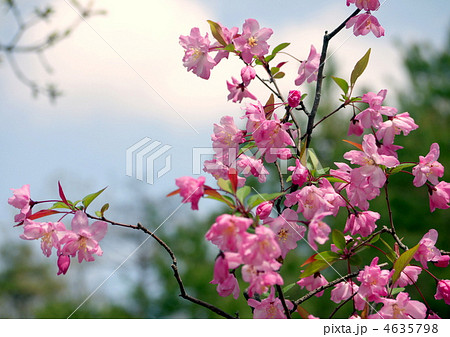 ハナカイドウ 4635798