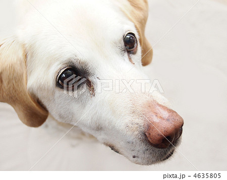 ラブラドールレトリーバー 4635805