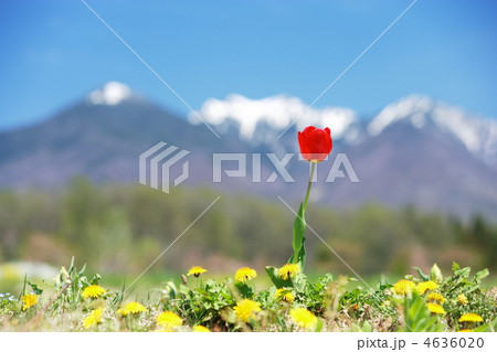 チューリップの想い 4636020