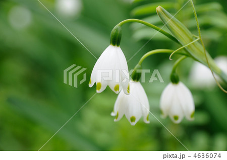 スノーフレーク 4636074