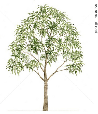 エンジュの手書きイラスト 4636150