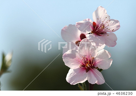 アーモンドの花 アーモンドの花 4636230