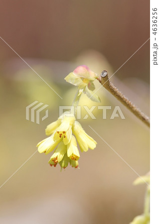 トサミズキ 4636256