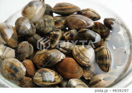 アサリ 4636297