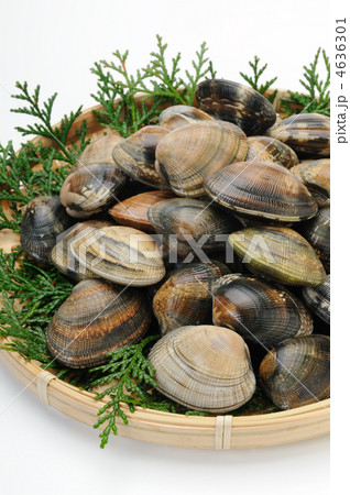 アサリ アサリ 4636301