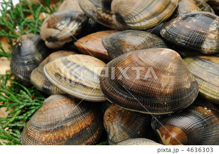 アサリ アサリ 4636303