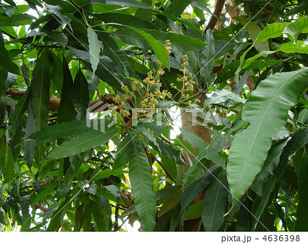 マンゴーの花 マンゴーの花 4636398