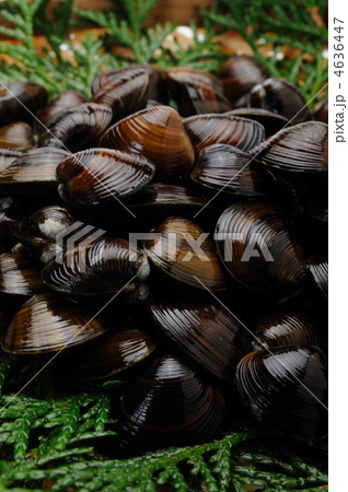 大和しじみ 4636447