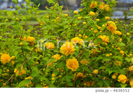 樹木・ヤエヤマブキ バラ科 樹木・ヤエヤマブキ バラ科 4636552