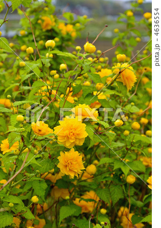 樹木・ヤエヤマブキ バラ科 樹木・ヤエヤマブキ バラ科 4636554