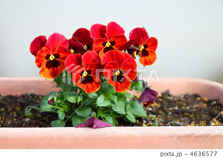 パンジー 4636577