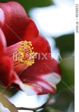 椿　赤紫色 4636652