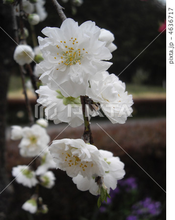 桃の花 4636717