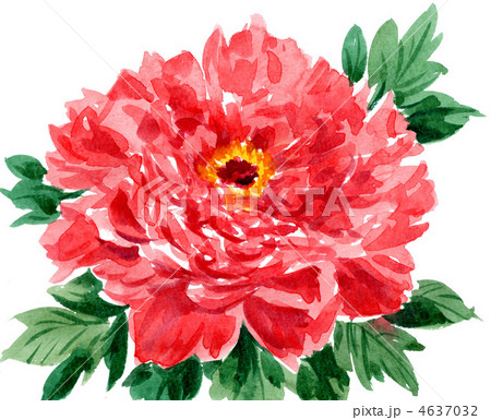 peony12422pix peony12422pix 4637032
