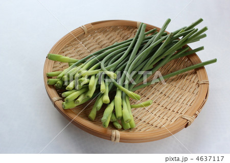 にんにくの芽 4637117