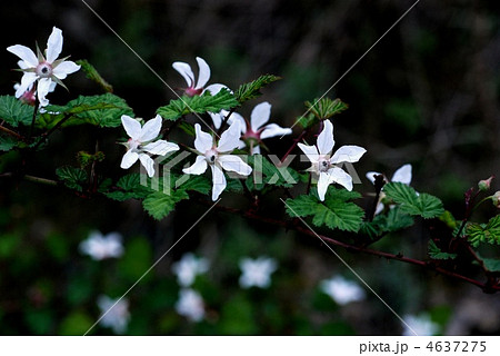 ニガイチゴ 4637275