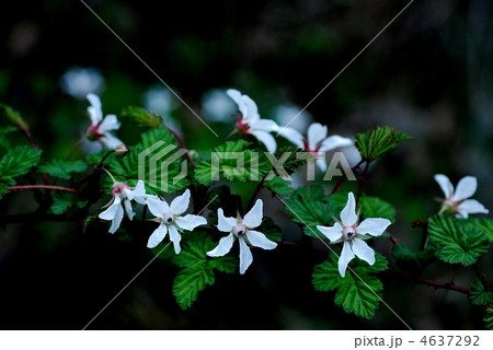 ニガイチゴ 4637292