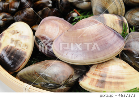 はまぐり 4637373