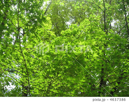 新緑 4637386