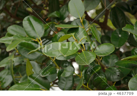 樹木・タラヨウ モチノキ科 樹木・タラヨウ モチノキ科 4637709