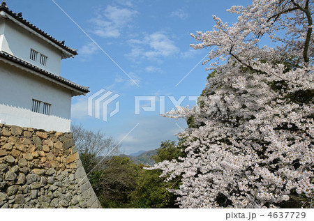 彦根城の櫓と桜　 4637729