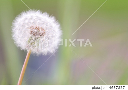 タンポポの綿毛 4637827