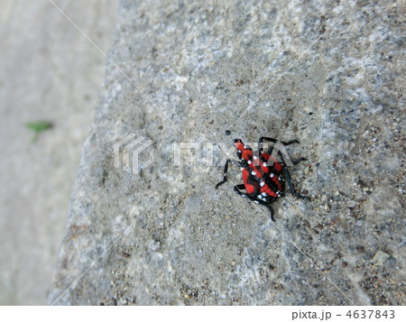 カメムシ 4637843