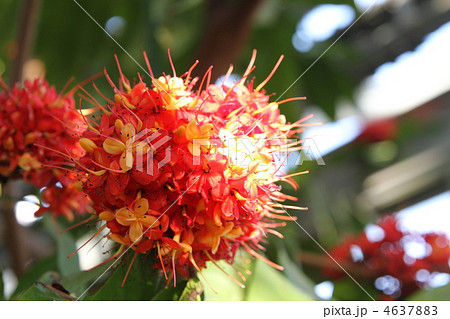 無憂樹 無憂樹 4637883