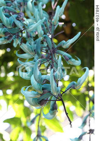 ヒスイカズラ ヒスイカズラ 4637894