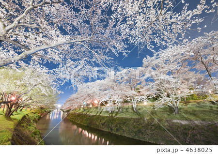 夜桜 4638025