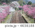花桃と桜競演のわたらせ渓谷鐵道神戸駅４ 4638188