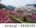 花桃と桜競演のわたらせ渓谷鐵道神戸駅５ 4638189