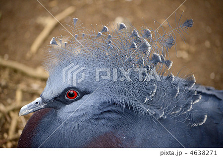 オウギバト オウギバト 4638271