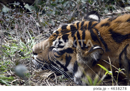 虎の昼寝 4638278
