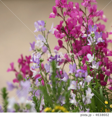 リナリア リナリア 4638602