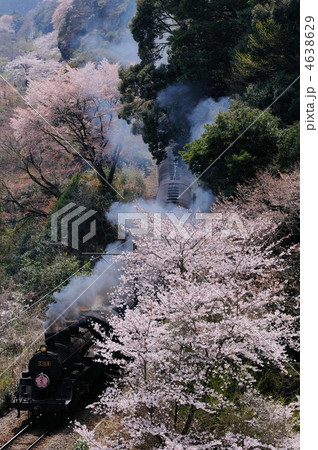 桜と蒸気機関車 4638629