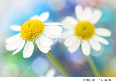 白い花　カラフルなバック 4638761