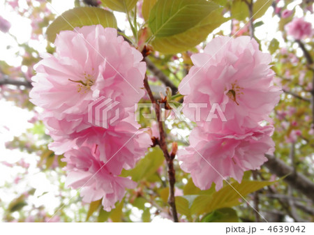 里桜 関山 カンザン 花言葉 豊かな教養 の写真素材