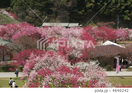 花桃の里 4640242