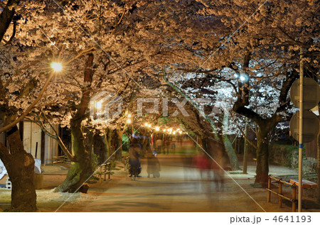 杉の馬場の夜桜 4641193