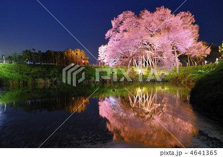 浅井の一本桜 4641365