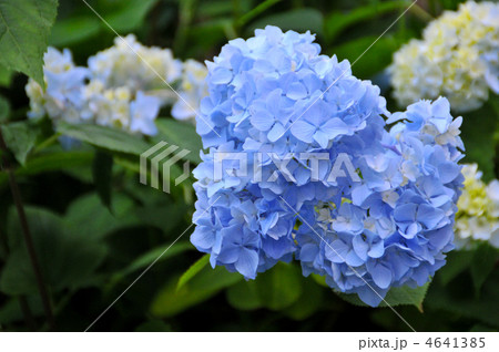 凛と咲く紫陽花 4641385